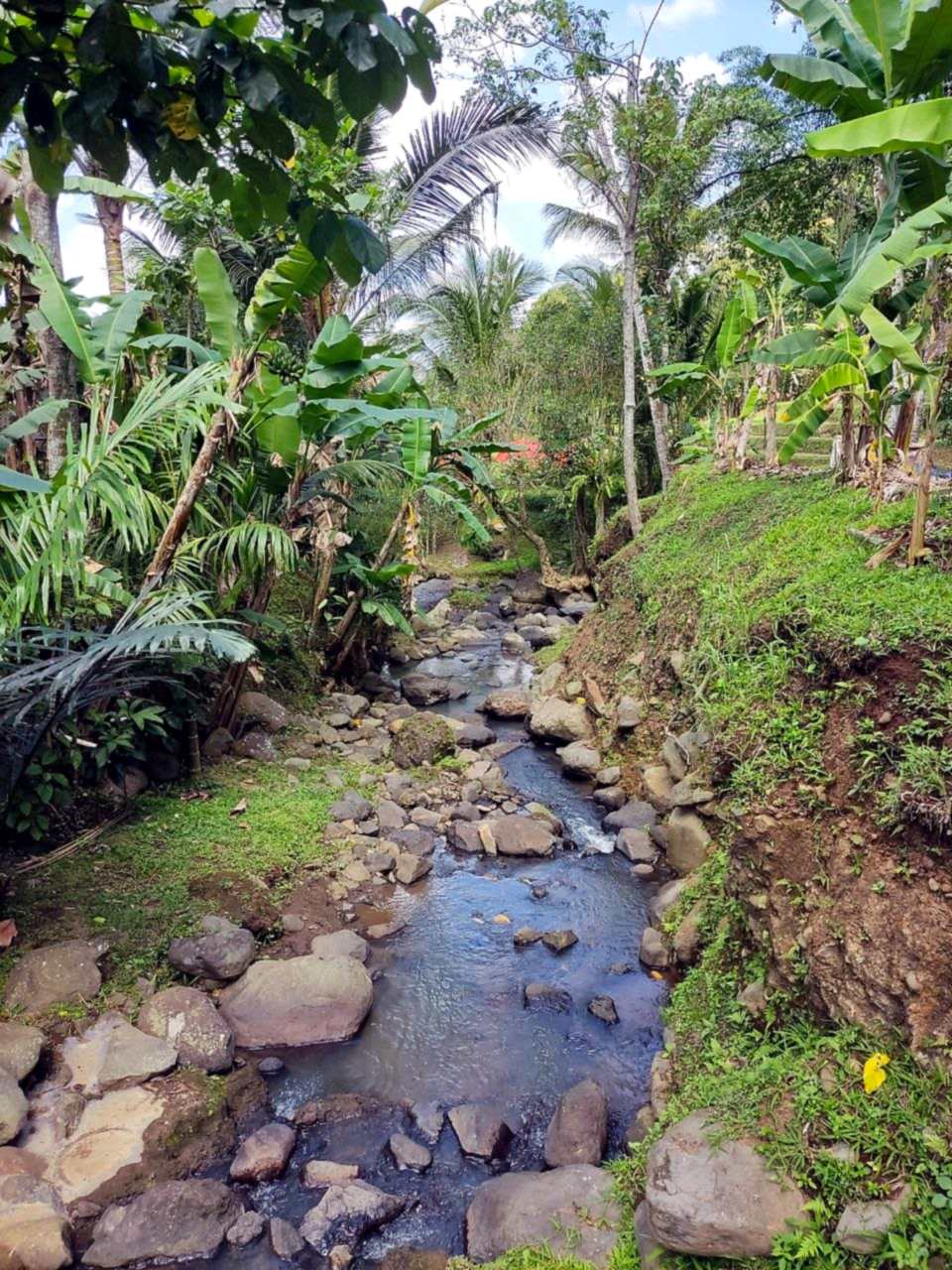 Stream with stones in the tropical greenery of Tabanan