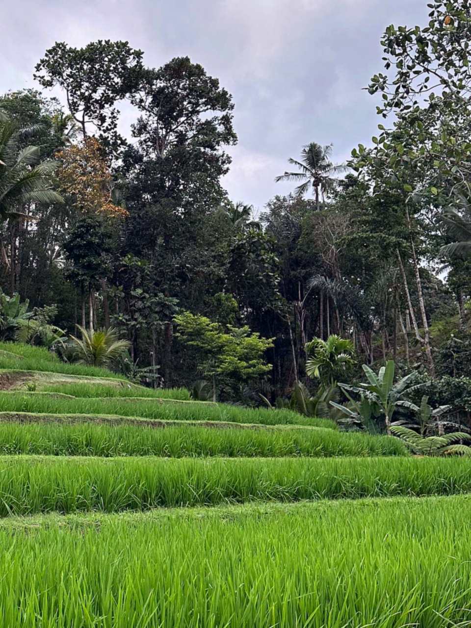 Terraced rice fields and tropical forest in Tabanan, Bali